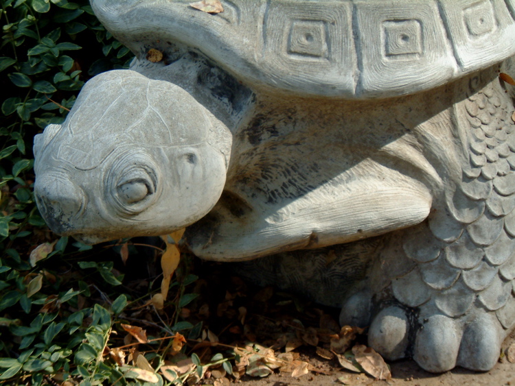 Tortoise Bench