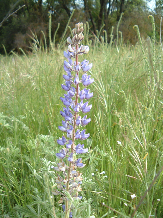 Purple Wildflowers