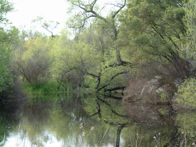 Reflecting Branches