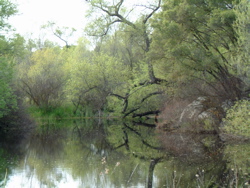 Reflecting Branches